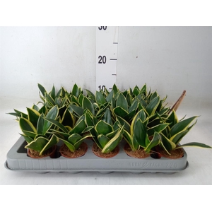 Sansevieria trifa. 'Golden Hahnii'