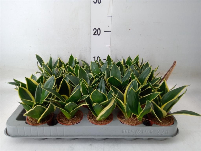 <h4>Sansevieria trifa. 'Golden Hahnii'</h4>