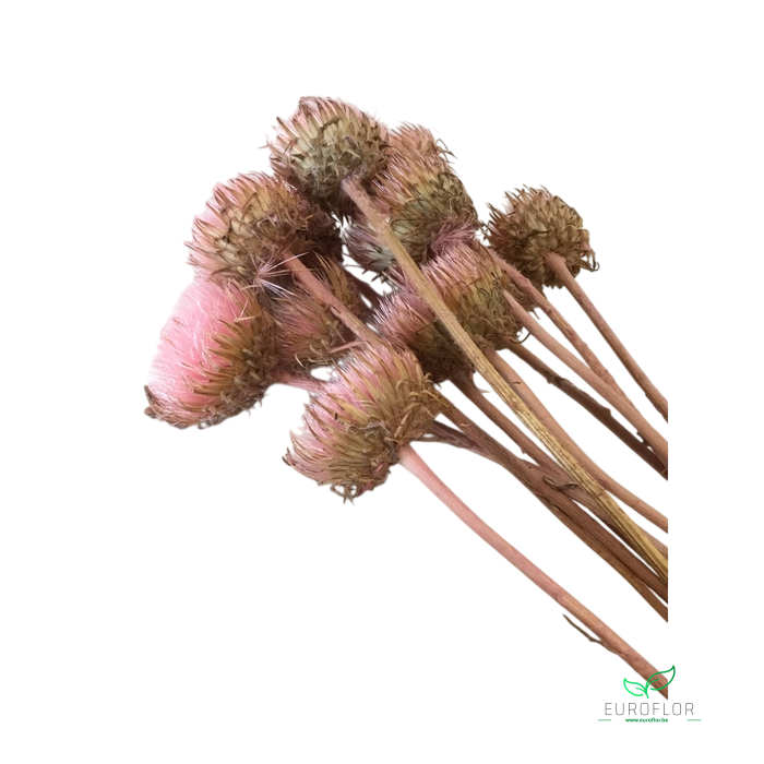 DRIED FLOWERS - BERGDISTEL LIGHTPINK