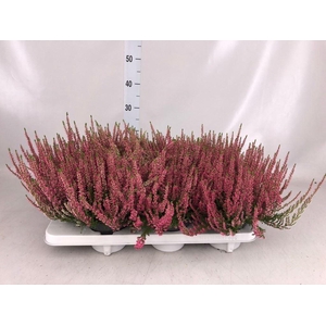 Calluna vulg. 'Beauty L Sanne'