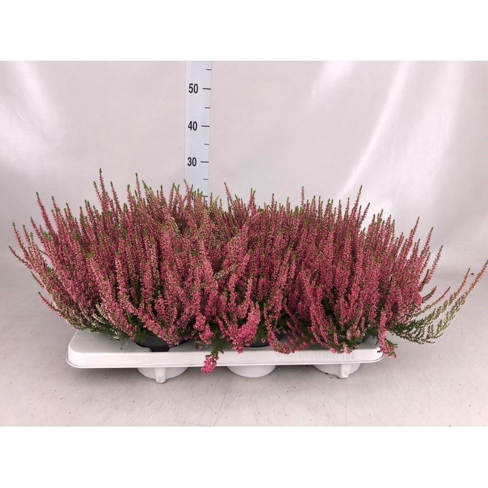 <h4>Calluna vulg. 'Beauty L Sanne'</h4>