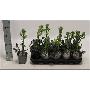 ALBUCA  FRIZ SIZZLE