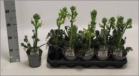 <h4>ALBUCA  FRIZ SIZZLE</h4>