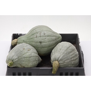 Sierfruit Cucurbita Pepo