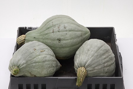 Sierfruit Cucurbita Pepo