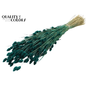 Phalaris per bunch Turquoise