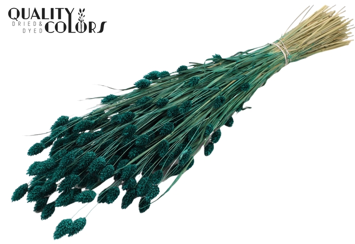 <h4>Phalaris per bunch Turquoise</h4>