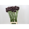 Allium Forelock