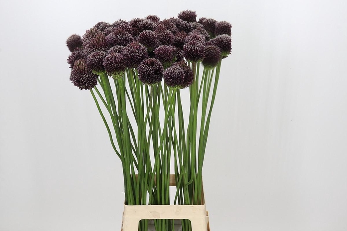 <h4>Allium Forelock</h4>