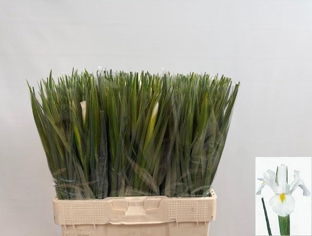 <h4>IRIS WHITE MAGIC</h4>