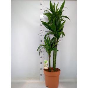 Dracaena frag. 'Janet Craig'