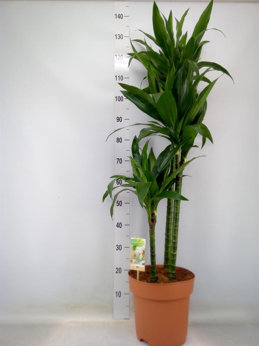 <h4>Dracaena frag. 'Janet Craig'</h4>