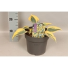 vaste planten 19 cm  Hosta autumn frost