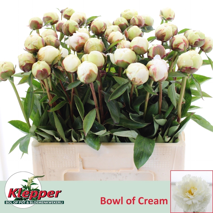 <h4>PAEO L BOWL OF CREAM</h4>