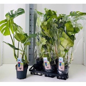 MONSTERA DELICIOSA  P17 100CM