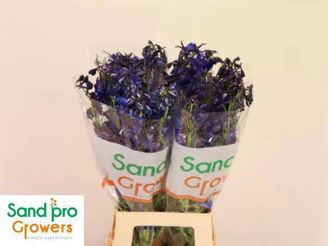 <h4>DELPH EN DONNA</h4>