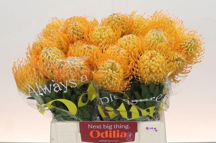 <h4>LEUCO JELENA</h4>