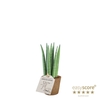 SANSEVIERIA CYLINDRICA P6 STRAIGHT COCOZ