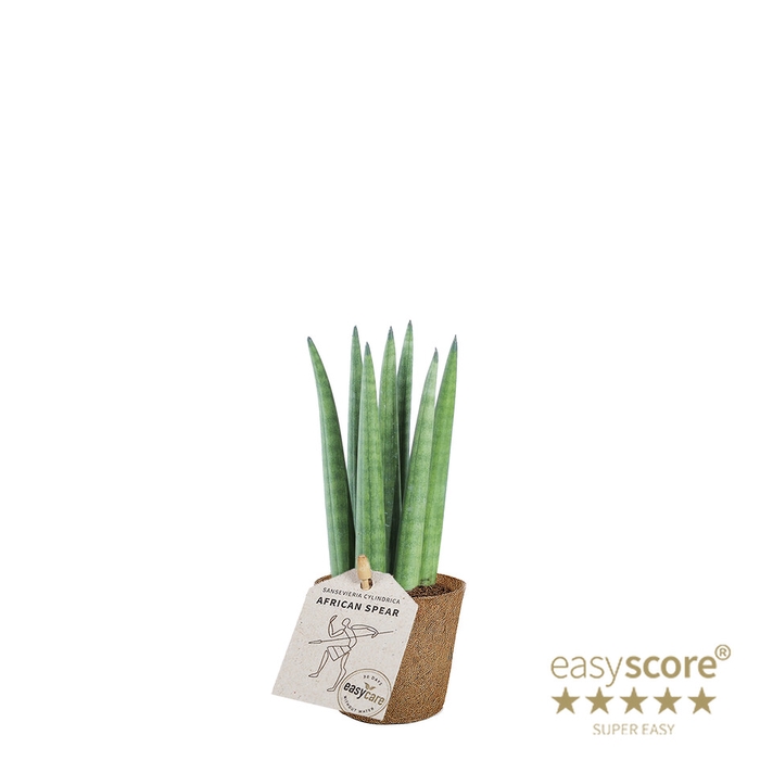 SANSEVIERIA CYLINDRICA P6 STRAIGHT COCOZ