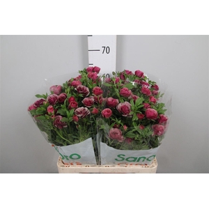 Ran Magical Cinnamon