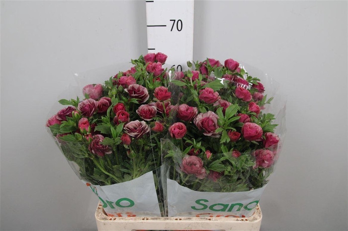 <h4>Ran Magical Cinnamon</h4>