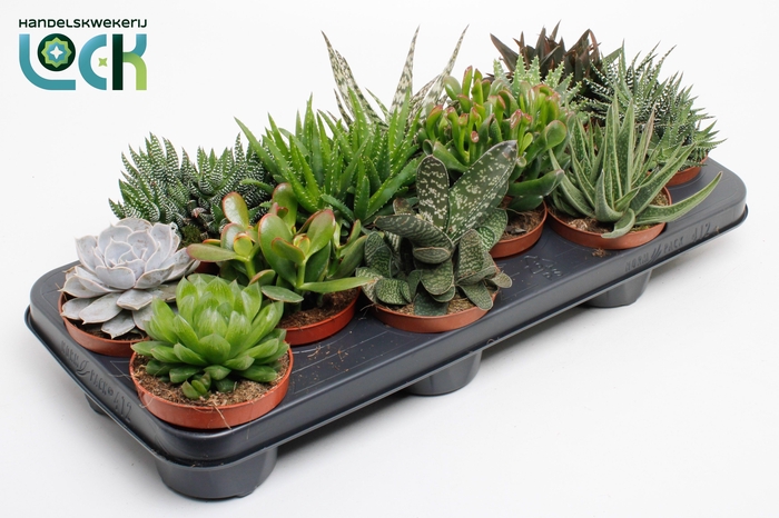 <h4>Succulenten Mix UK</h4>