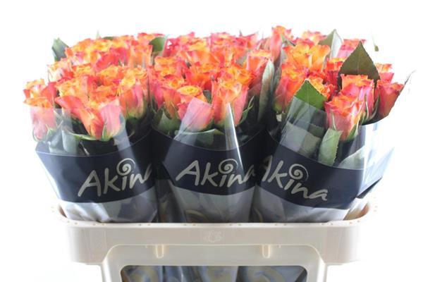 <h4>R Gr Mariyo! L70</h4>