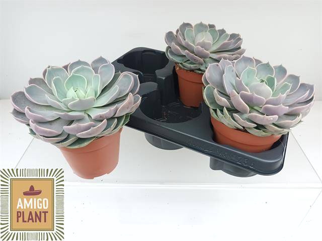<h4>ECHEV LOTUS</h4>