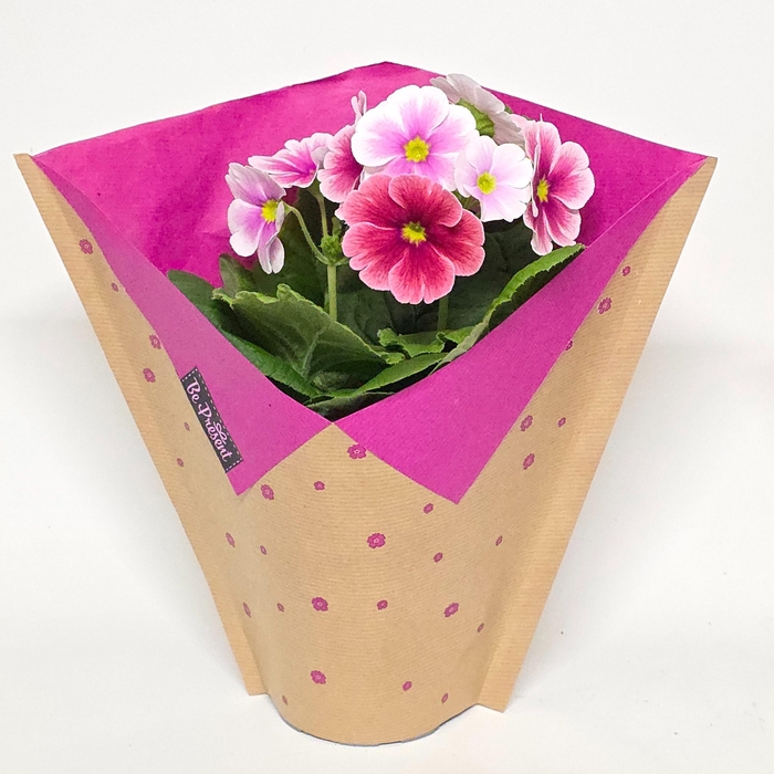 <h4>PRIM OB TM RED WHITE</h4>