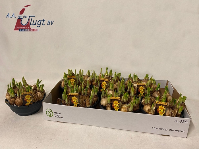 <h4>NARC O TETE A TETE</h4>