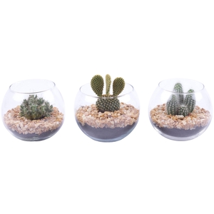 Yearround Arr. Cactus Glass Fishbowl Ø12cm 1PP