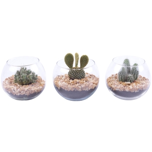Yearround Arr. Cactus Glass Fishbowl Ø12cm 1PP