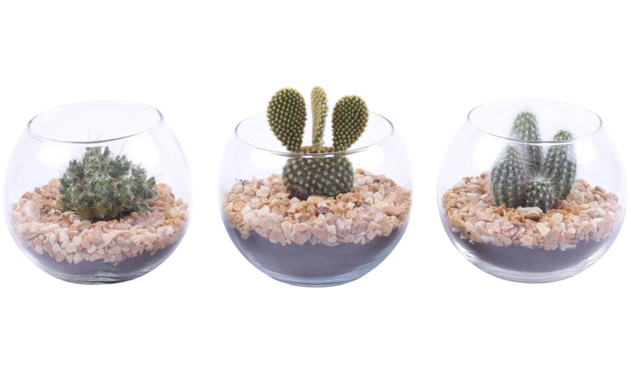 <h4>Yearround Arr. Cactus Glass Fishbowl Ø12cm 1PP</h4>
