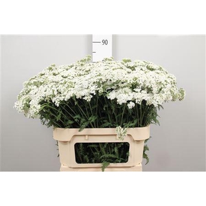 Achil M White Beauty