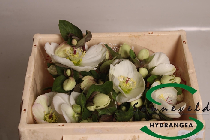 <h4>HELL AAR NORA WHITE</h4>