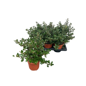 COPROSMA KARO RED