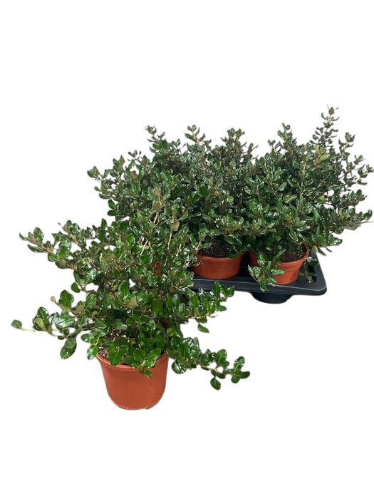 <h4>COPROSMA KARO RED</h4>
