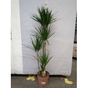 Dracaena marg.