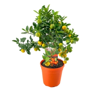 Citrus calamondin