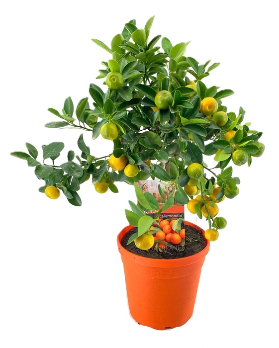 <h4>Citrus calamondin</h4>