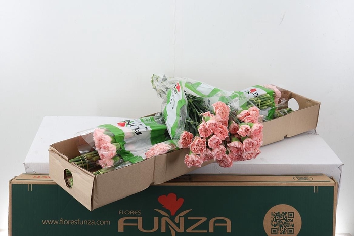 <h4>Di St Eternal Love Box</h4>