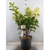 Hydrangea pan. 'Limelight'