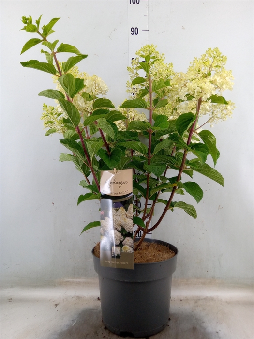 Hydrangea pan. 'Limelight'