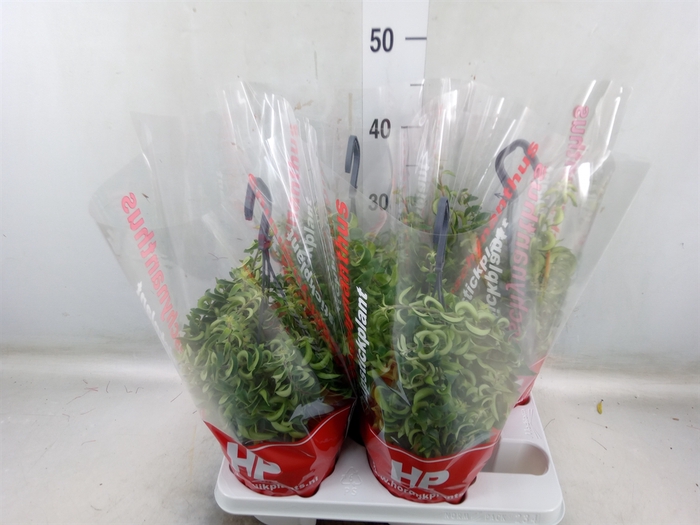 <h4>Aeschynanthus  'Twister'</h4>