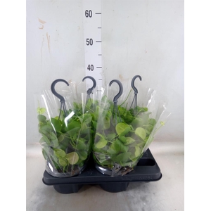 Dischidia platyphylla