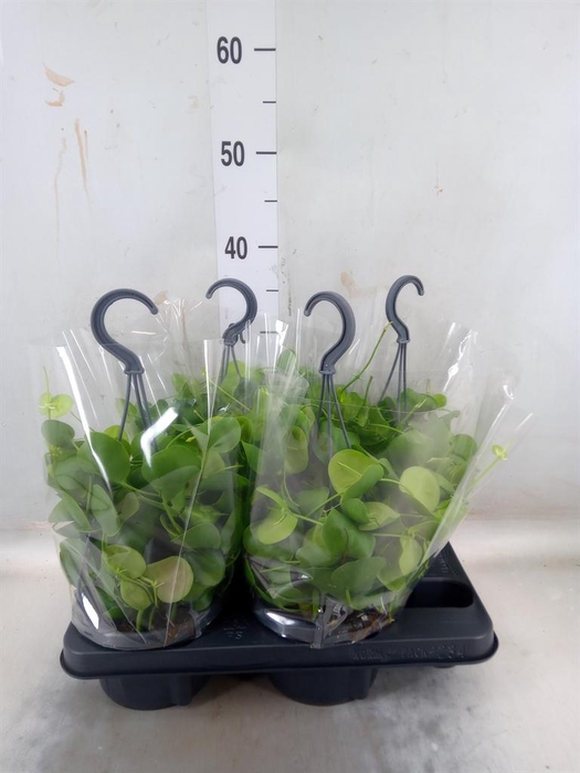 <h4>Dischidia platyphylla</h4>