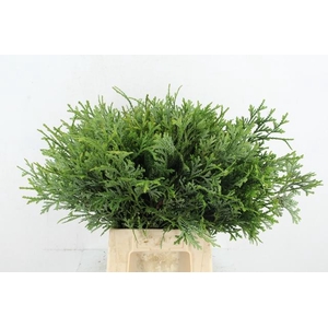CONIFEER THUJOPSIS DOLOBRATA PER BUNCH