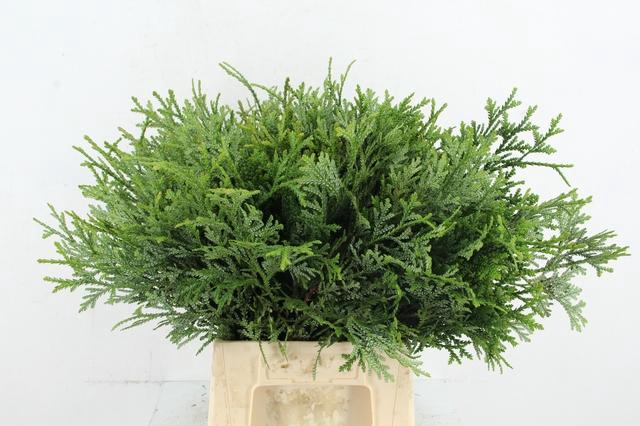 <h4>CONIFEER THUJOPSIS DOLOBRATA PER BUNCH</h4>