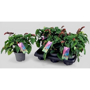 SALVIA  LAKE FLAMING