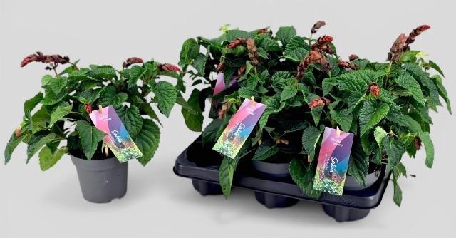 <h4>SALVIA  LAKE FLAMING</h4>